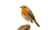 bird lovers